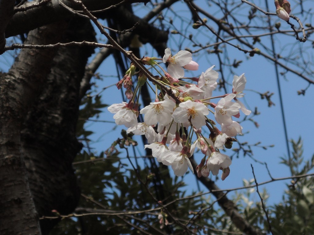 sakura20160322-1