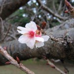 鹿児島県種子島で早咲きの桜が開花