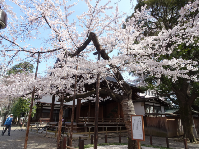 桜 標本