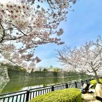大阪城公園　桜の写真