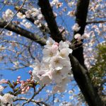 兵庫県尼崎市_桜の写真
