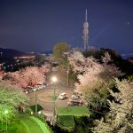 広島市南区　桜の写真