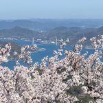 岩城島（愛媛県）桜の写真