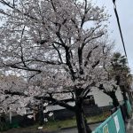 静岡市内：桜の写真