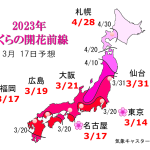 WCN　さくらの開花予想2023　第7回