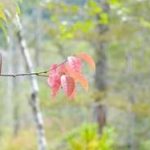 10月3日理事のお天気だより（鈴木智恵）