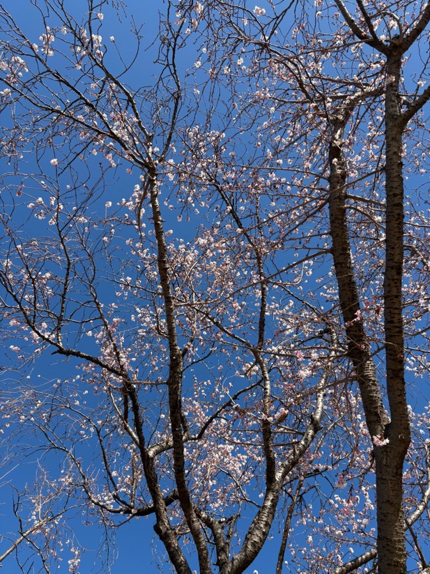 2月 4日　理事のお天気だより（寺川奈津美）